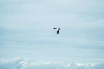Bird sanctuary on Ile de Re island in France