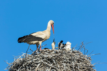 White stork feeding the offspring in Čigoć, Lonjsko polje, Croatia