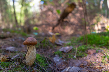 Brown mushroom with forest background. Mushroom photo. Background photo with place for text.