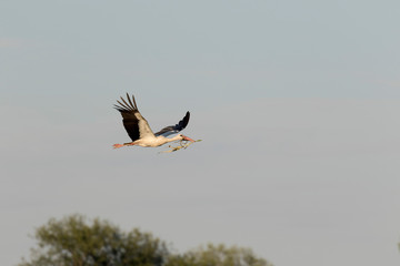 White storks brings branch for nest in Lonjsko polje, Croatia