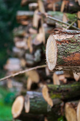 Cut down tree logs stacked up