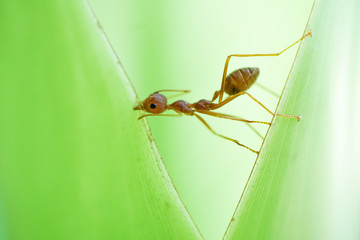 Ant on a leaf.