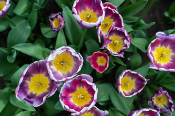 Direct view inside a purple and yellow flower