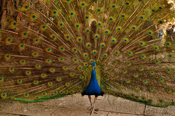 Portrait of beautiful peacock with feathers out