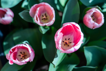 Direct view inside a pink flower