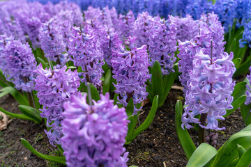 Purple and blue flowers in the field