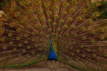Portrait of beautiful peacock with feathers out