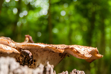 Musroom on a tree with green background