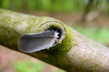 Feather in a tree trunk