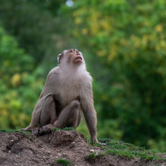 monkey looking up
