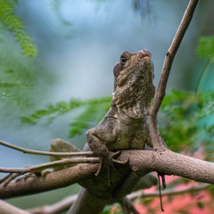 waitng for a fly