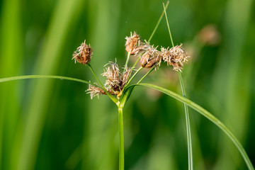 flowering rush from Lonjsko polje, Croatia