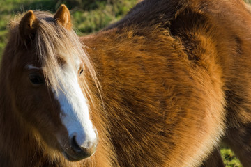 Sun shining on the beige coat of a beautiful Welsh Mountain pony
