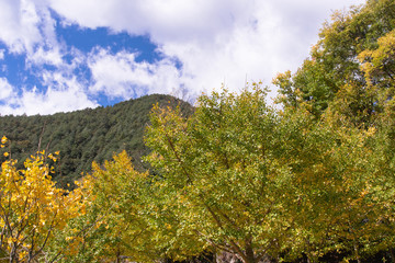 Beautiful yellow ginkgo, gingko biloba tree forest in autumn season in sunny day with sunlight and...