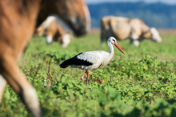 Obraz na płótnie Canvas White stork in a hunt on flooded meadow in Lonjsko polje, Croatia