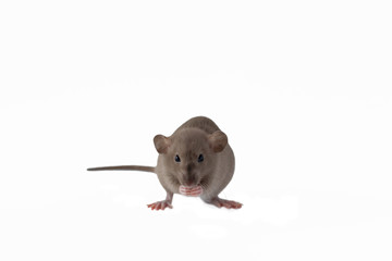 Golden brown cute little rat looking in frame, sitting and holding forepaws bit of cheese on the...