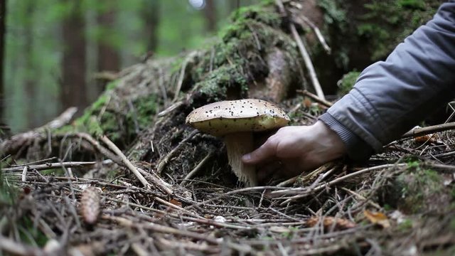 A mushroom picker picks edible porcini mushrooms in a pine forest. Mushroom picking in the Carpathians in the fall.