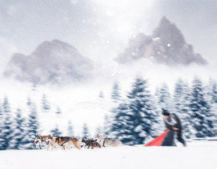 Sled dog-racing with Alaskan malamute and husky dogs. Snow, winter, competition, race concept.