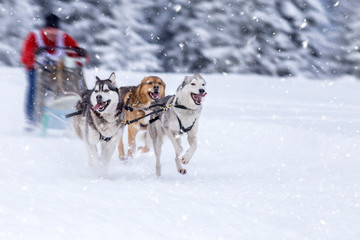 Sled dog-racing with Alaskan malamute and husky dogs. Snow, winter, competition, race concept.