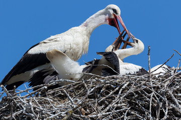 White stork shovering the offspring in Čigoć, Lonjsko polje, Croatia