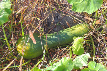 squash in the garden