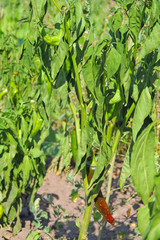 pepper in the garden