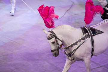 Copy space with white and black horses on fair pink and lilac arena background in a circus © kapichka
