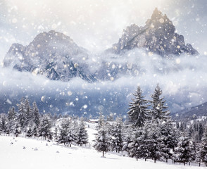 Fototapeta na wymiar Christmas background with snowy fir trees and mountains in heavy snowing.