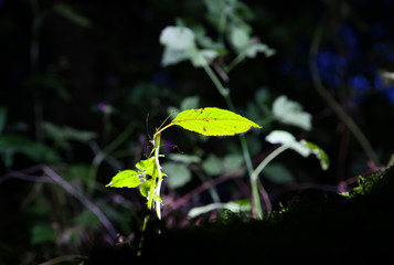 Green leaves at night. Nature plant photo.