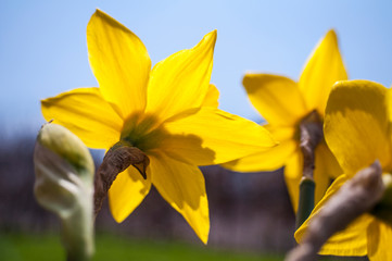 Yellow narcissus viewed from behind