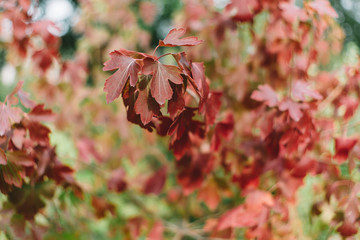 Fototapeta premium Close up photo of red leaves of maple bushes. Gold autumn concept. Change of season, rebirth of nature. Selective focus, blurred background. 