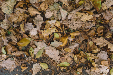 Top view on the yellow and brown dried fallen leaves. Autumn mood. Change of seasons, rebirth of nature. Defoliation. The leaves of oak, maple and ash. Flat lay and copy space. October landscape.