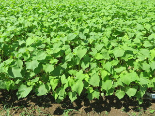 生育中の蕎麦（植物）