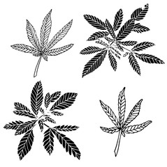 Decorative black trafaret set branch of big hemp and leaves