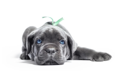 little puppy dog ​​of breed canecorso on a white background in isolation close up