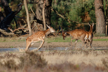Red deer - young calfs playing in the water of a waterhole in National Park Hoge Veluwe in the Netherlands