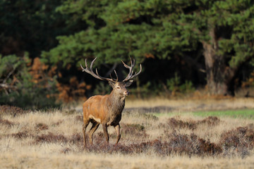 Red deer stag in the rutting season in National Park Hoge Veluwe in the Netherlands