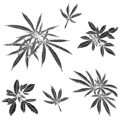 Decorative black trafaret set branch of big hemp and leaves
