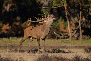 Red deer stag bellowing  in the rutting season in National Park Hoge Veluwe in the Netherlands