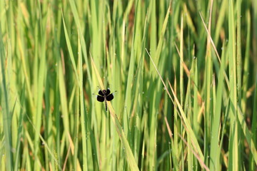 Dragonfly in paddy field