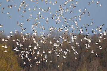 The gulls and ruffs in migration over Lonjsko polje, Croatia