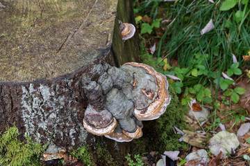 Tinder fungi grow on trees in a forest