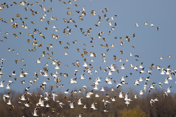 The gulls and ruffs in migration over Lonjsko polje, Croatia