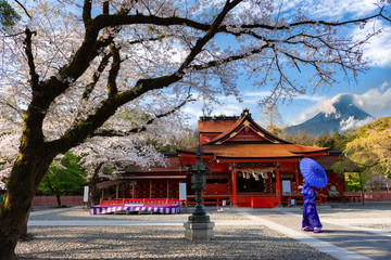 Asia woman wearing Kimono viewing Cherry Blossoms of Shrine