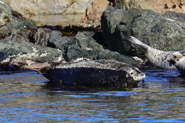 Spotted seal (largha seal, Phoca largha) laying in sea water on rocky background in seal sanctuary.  Wild seal in natural habitat.