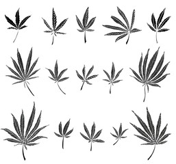 Fototapeta premium Decorative black trafaret set of big hemp leaves