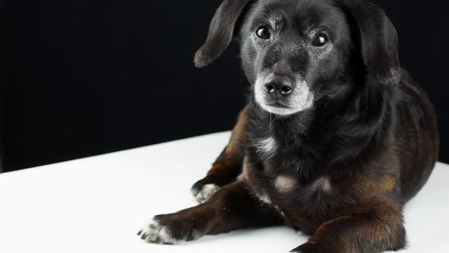 Black dachshund lies on a white table on a black background and looks at the camera