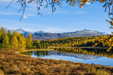 Golden autumn in the mountains. Reflection of mountains and yellow, green trees on the surface of the lake. Russia. Siberia. Altai Republic.