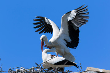 Mating of the white storks in Lonjsko polje, Croatia