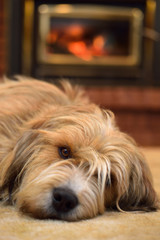 Scruffy bearded dog lying on carpet by the fireplace
